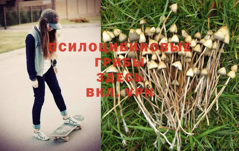 закладки  Ялта  Псилоцибиновые грибы Psilocybe 